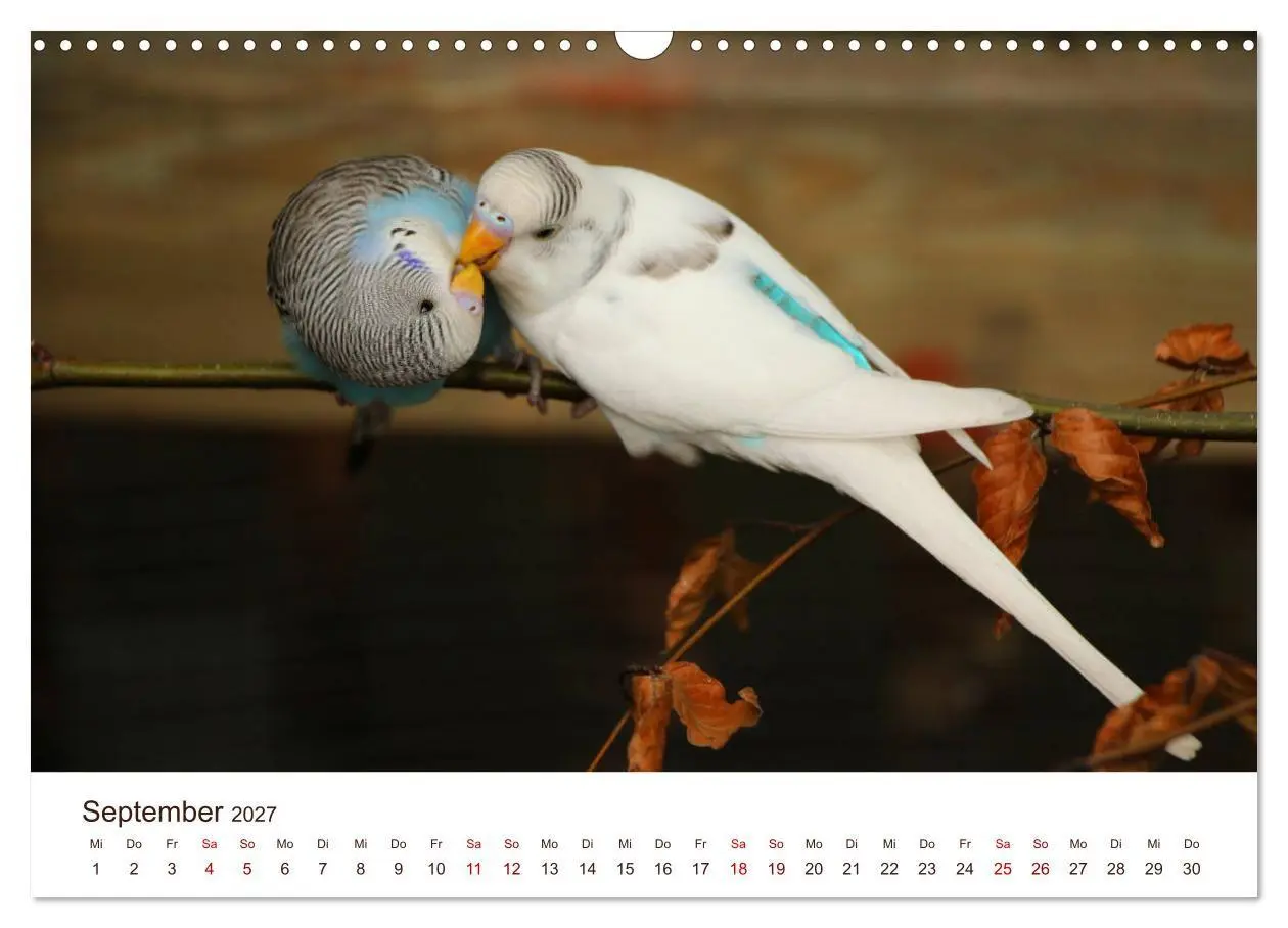 Bild: 9783569790285 | Wellensittiche - der NEUE Kalender (Wandkalender 2027 DIN A3 quer),...