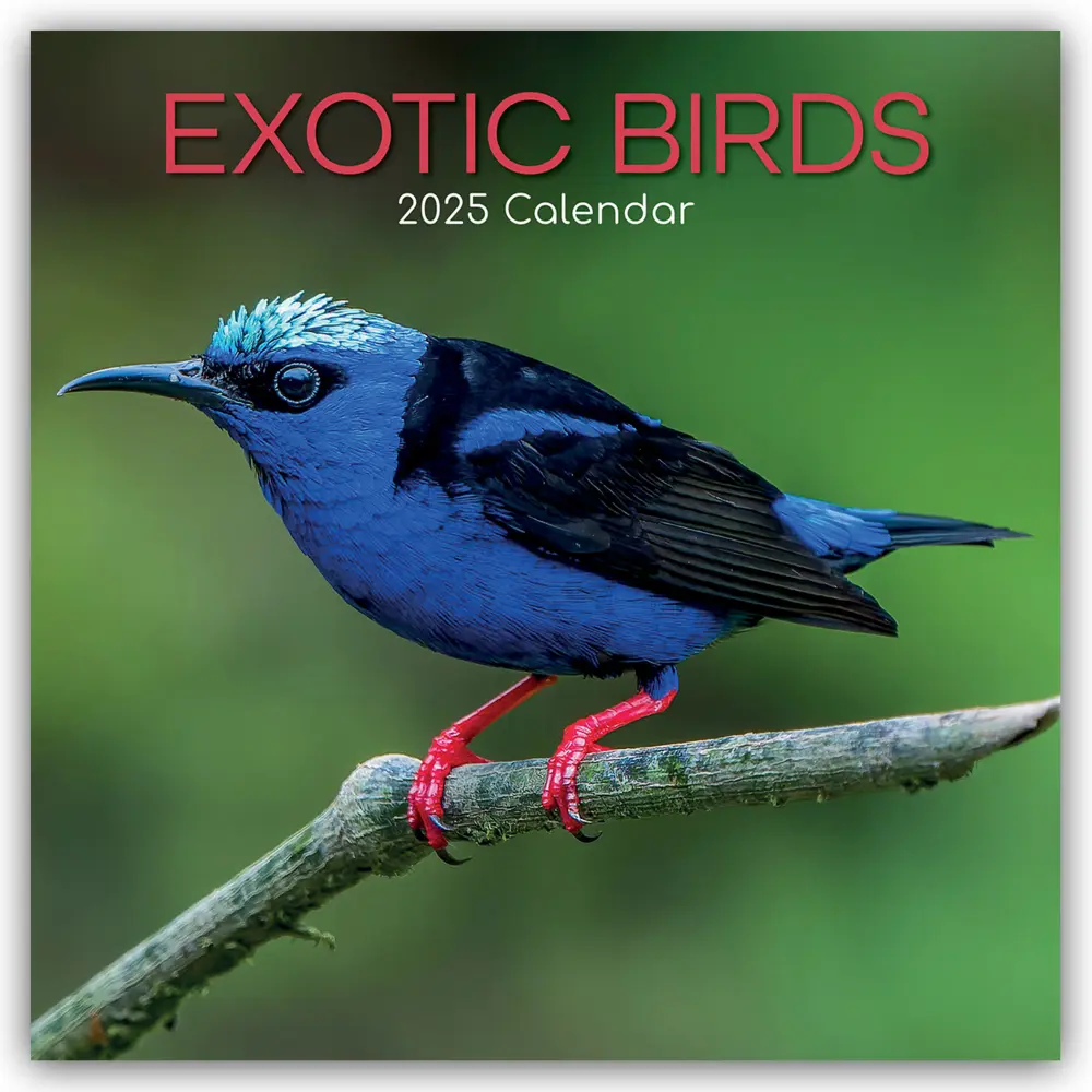 Cover: 9781835360385 | Exotic Birds - Exotische Vögel 2025 - 16-Monatskalender | Ltd | 14 S.