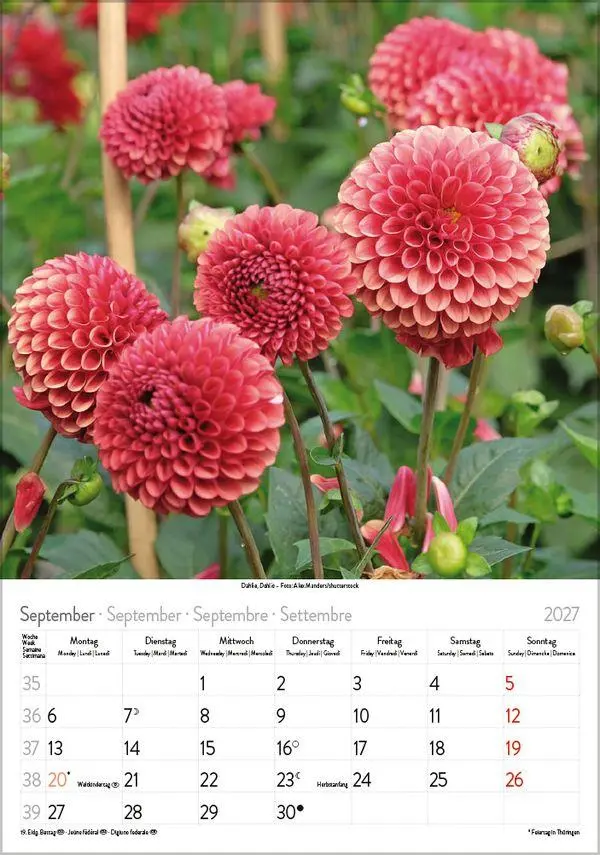 Bild: 9783819300585 | Blütenzauber 2027 | Verlag Korsch | Kalender | Spiralbindung | 13 S.