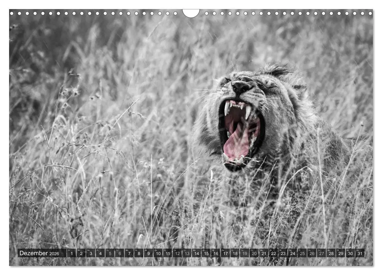 Bild: 9783457870785 | spotlight tansania (Wandkalender 2026 DIN A3 quer), CALVENDO...