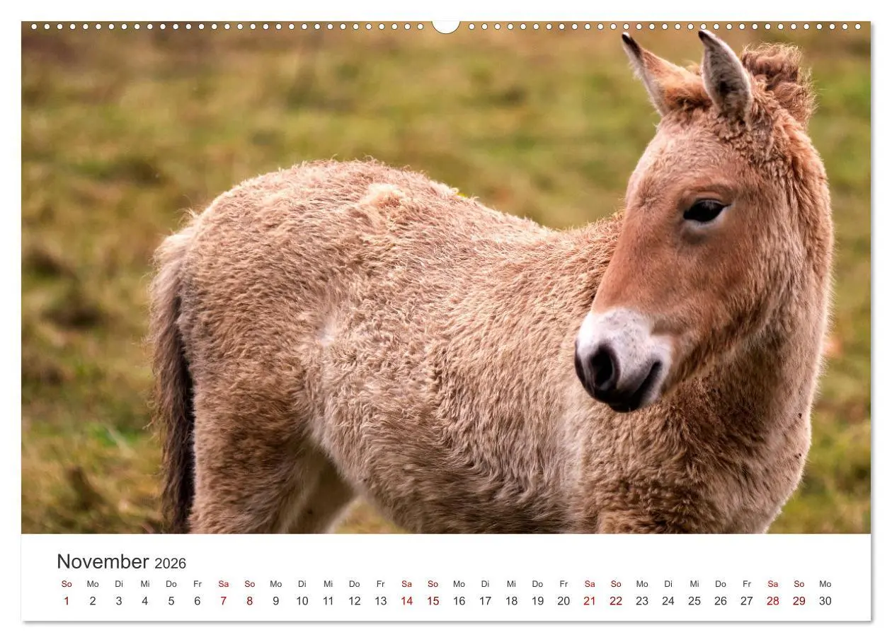 Bild: 9783457550885 | Freiheitsliebende Wildpferde (Wandkalender 2026 DIN A2 quer),...