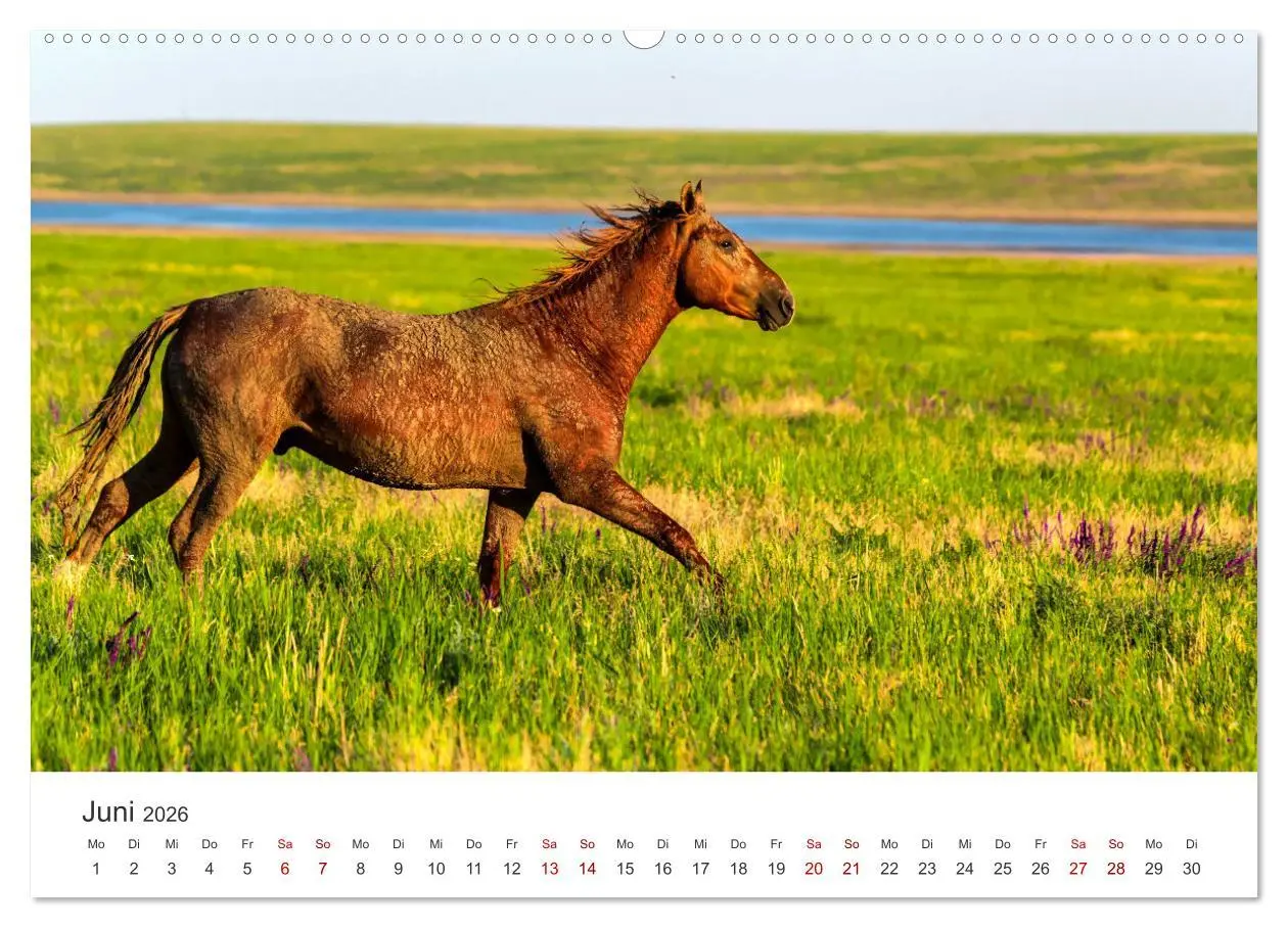 Bild: 9783457550885 | Freiheitsliebende Wildpferde (Wandkalender 2026 DIN A2 quer),...