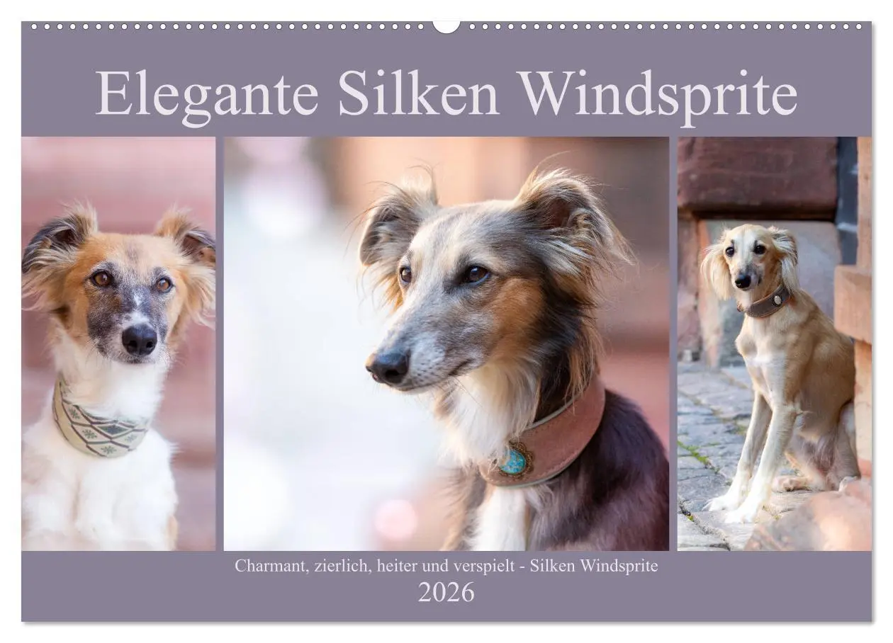 Cover: 9783457790885 | Elegante Silken Windsprite (Wandkalender 2026 DIN A2 quer),...