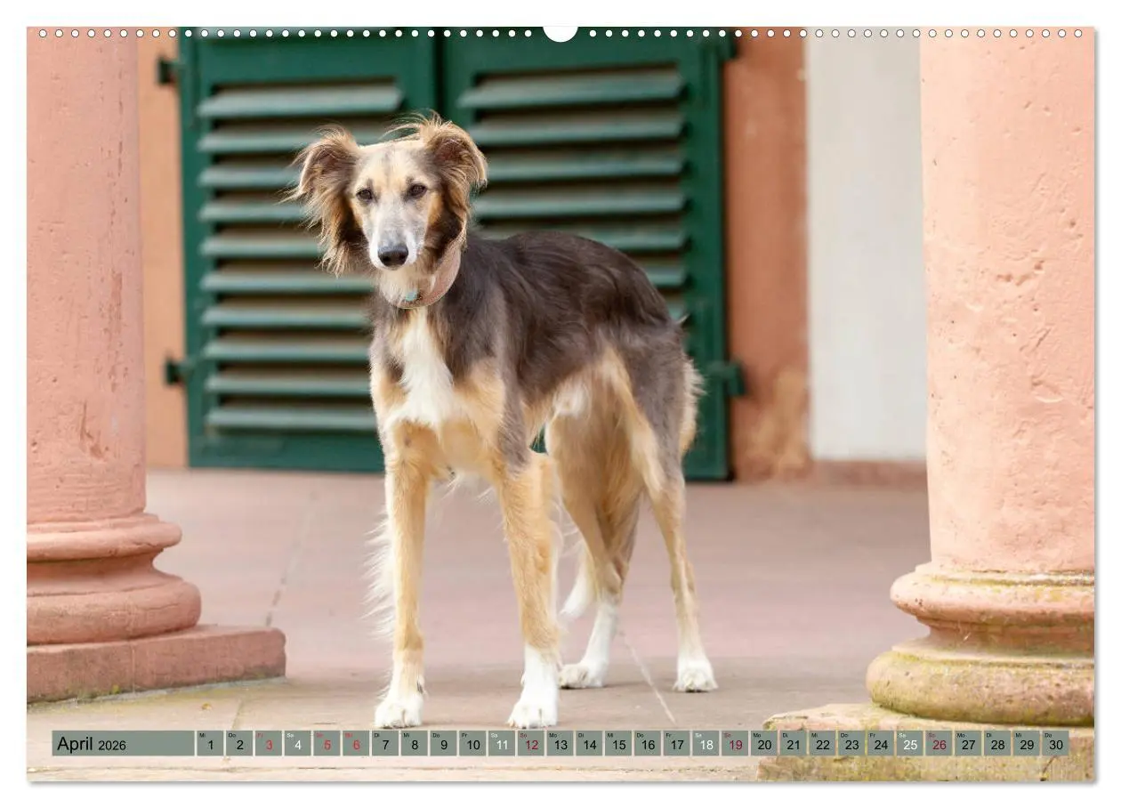 Bild: 9783457790885 | Elegante Silken Windsprite (Wandkalender 2026 DIN A2 quer),...