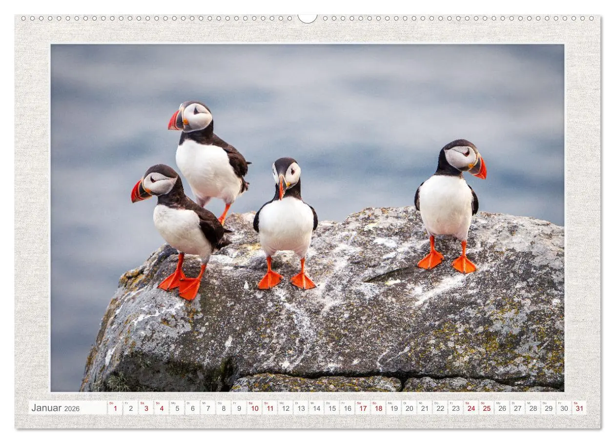 Bild: 9783457501085 | Die kleinen schönen (Wandkalender 2026 DIN A2 quer), CALVENDO...