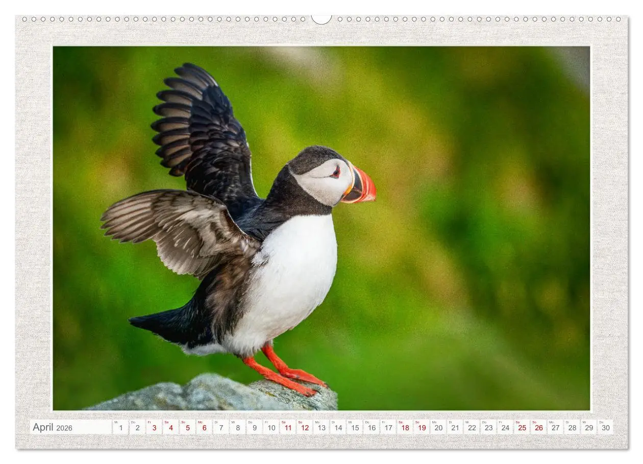 Bild: 9783457501085 | Die kleinen schönen (Wandkalender 2026 DIN A2 quer), CALVENDO...