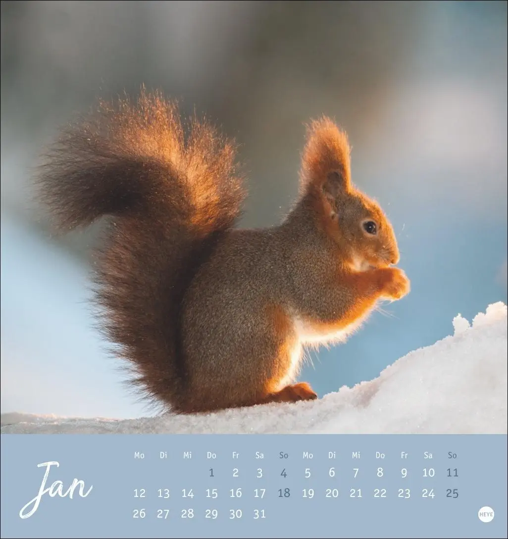 Bild: 9783756411085 | Eichhörnchen Postkartenkalender 2026 | Heye | Kalender | Spiralbindung