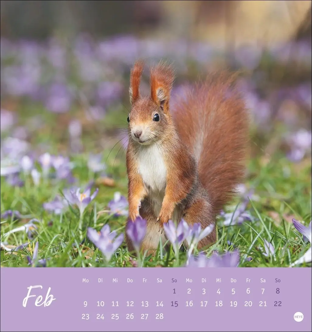 Bild: 9783756411085 | Eichhörnchen Postkartenkalender 2026 | Heye | Kalender | Spiralbindung