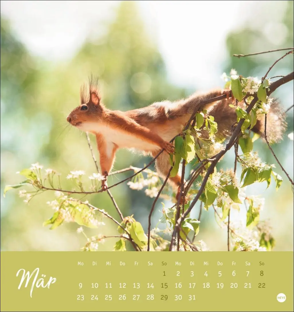 Bild: 9783756411085 | Eichhörnchen Postkartenkalender 2026 | Heye | Kalender | Spiralbindung