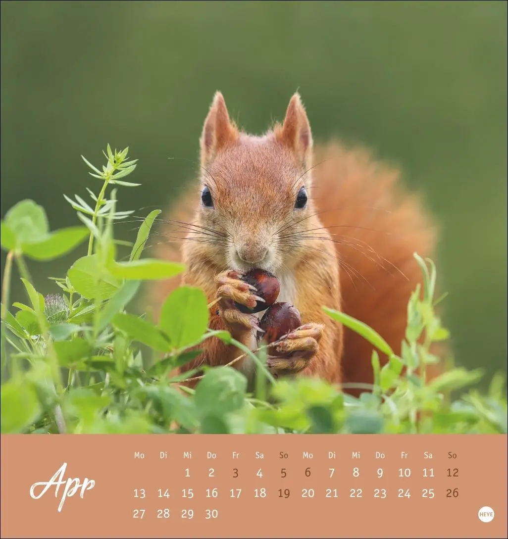 Bild: 9783756411085 | Eichhörnchen Postkartenkalender 2026 | Heye | Kalender | Spiralbindung