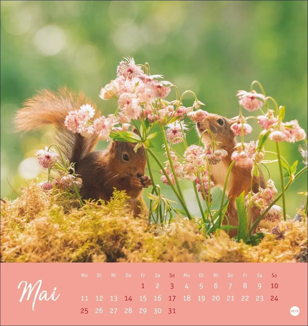 Bild: 9783756411085 | Eichhörnchen Postkartenkalender 2026 | Heye | Kalender | Spiralbindung