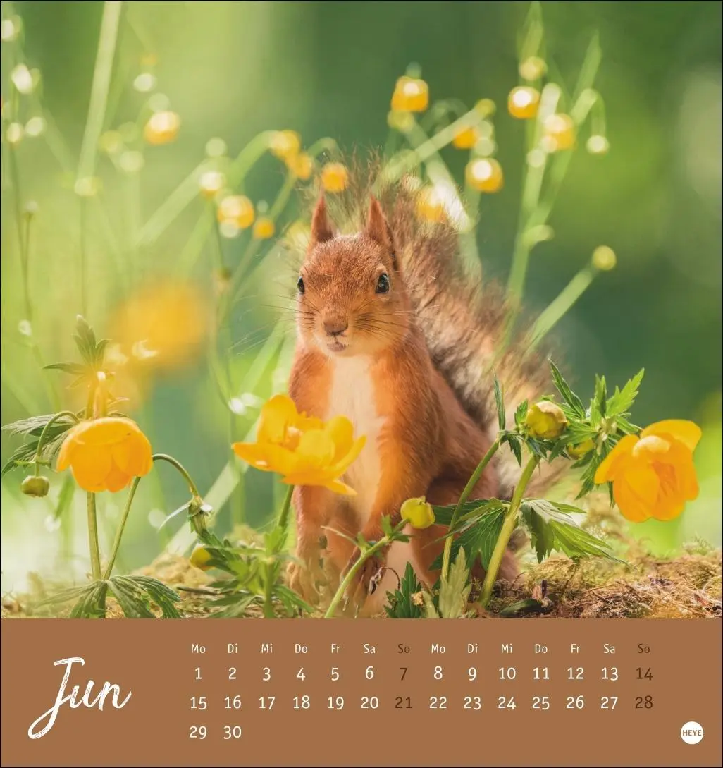 Bild: 9783756411085 | Eichhörnchen Postkartenkalender 2026 | Heye | Kalender | Spiralbindung