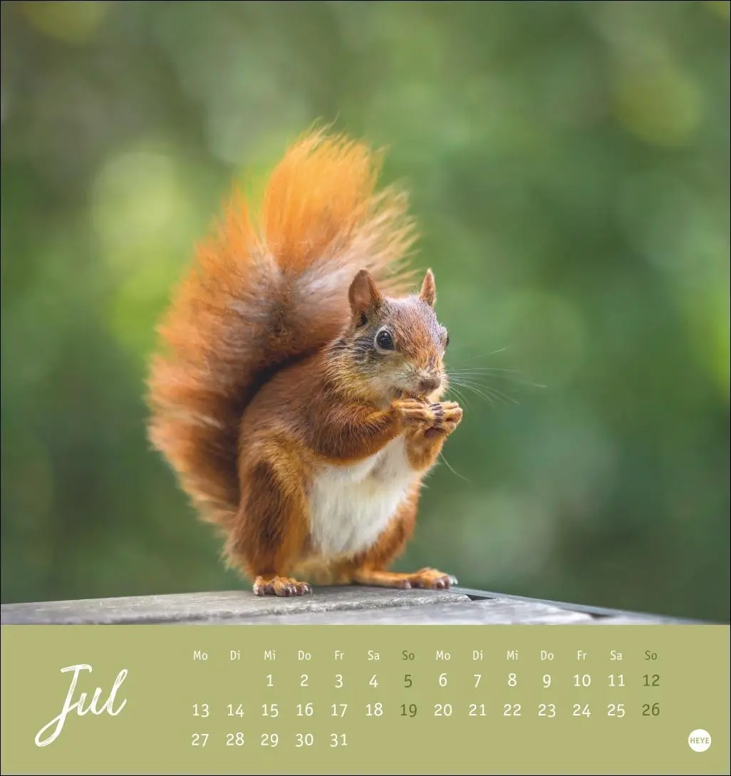 Bild: 9783756411085 | Eichhörnchen Postkartenkalender 2026 | Heye | Kalender | Spiralbindung
