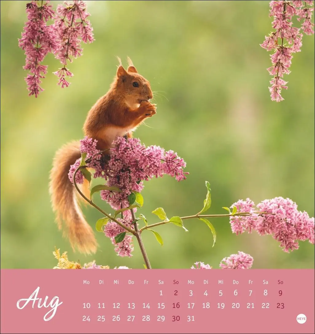 Bild: 9783756411085 | Eichhörnchen Postkartenkalender 2026 | Heye | Kalender | Spiralbindung