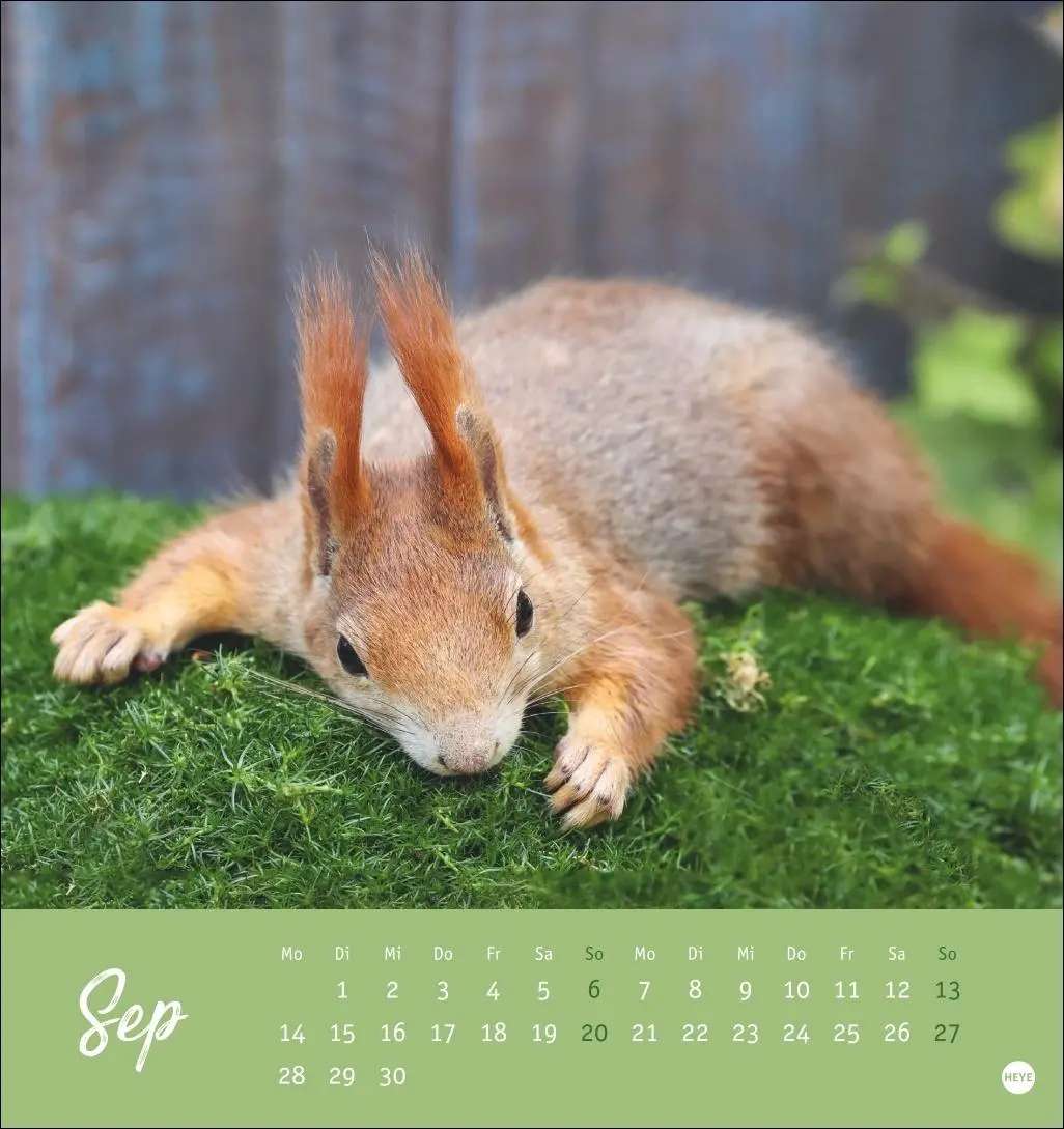Bild: 9783756411085 | Eichhörnchen Postkartenkalender 2026 | Heye | Kalender | Spiralbindung