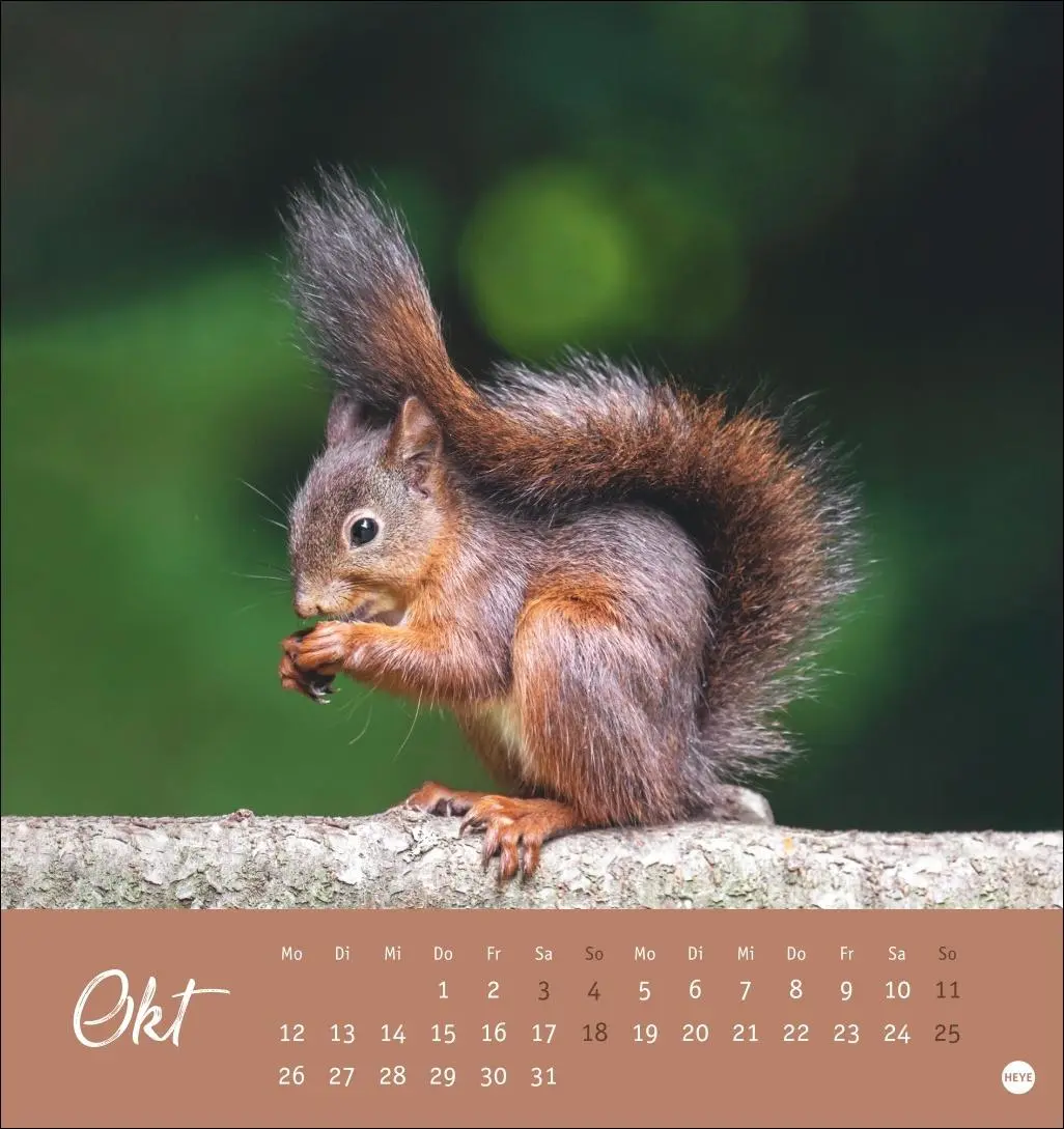 Bild: 9783756411085 | Eichhörnchen Postkartenkalender 2026 | Heye | Kalender | Spiralbindung