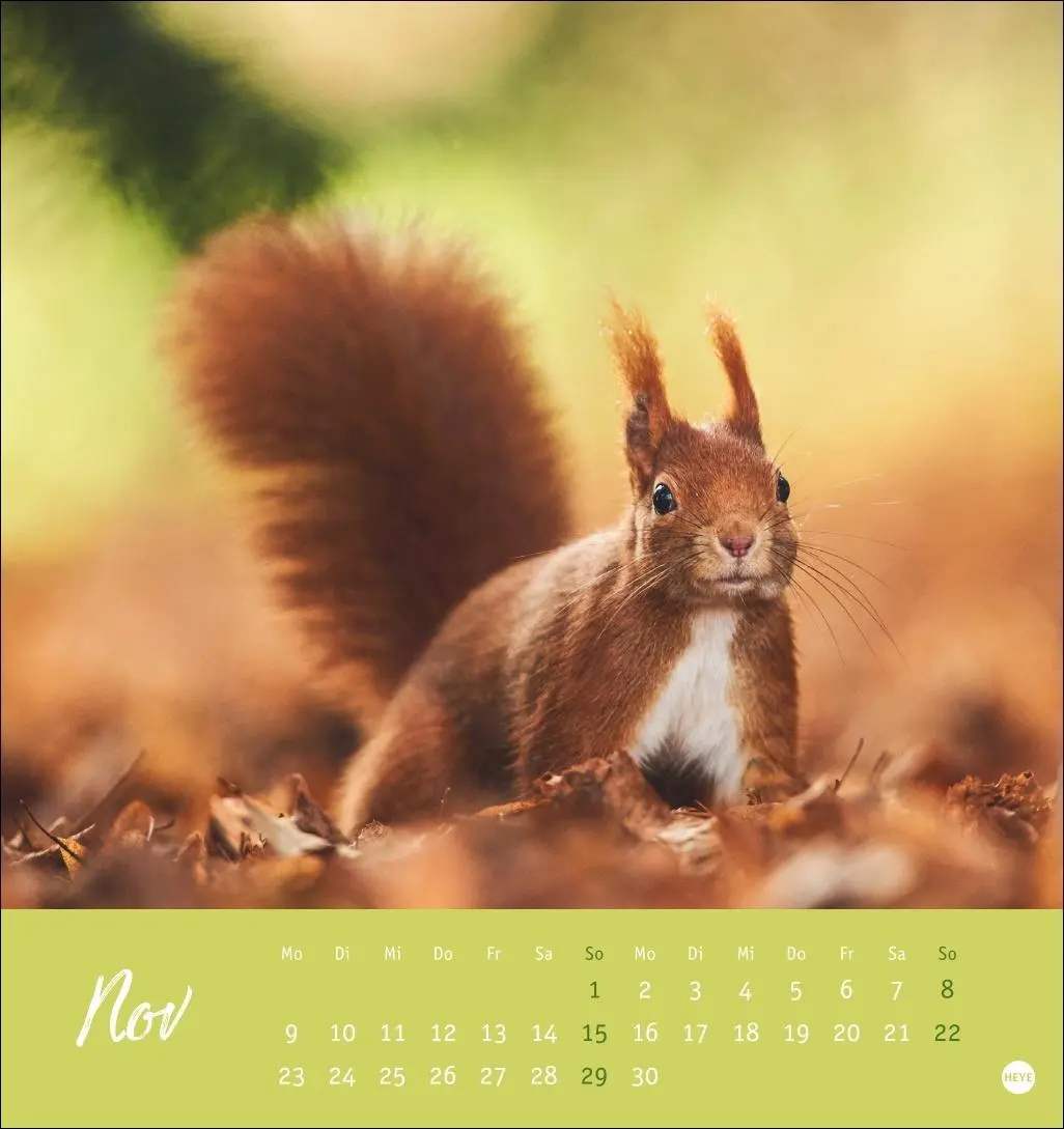 Bild: 9783756411085 | Eichhörnchen Postkartenkalender 2026 | Heye | Kalender | Spiralbindung
