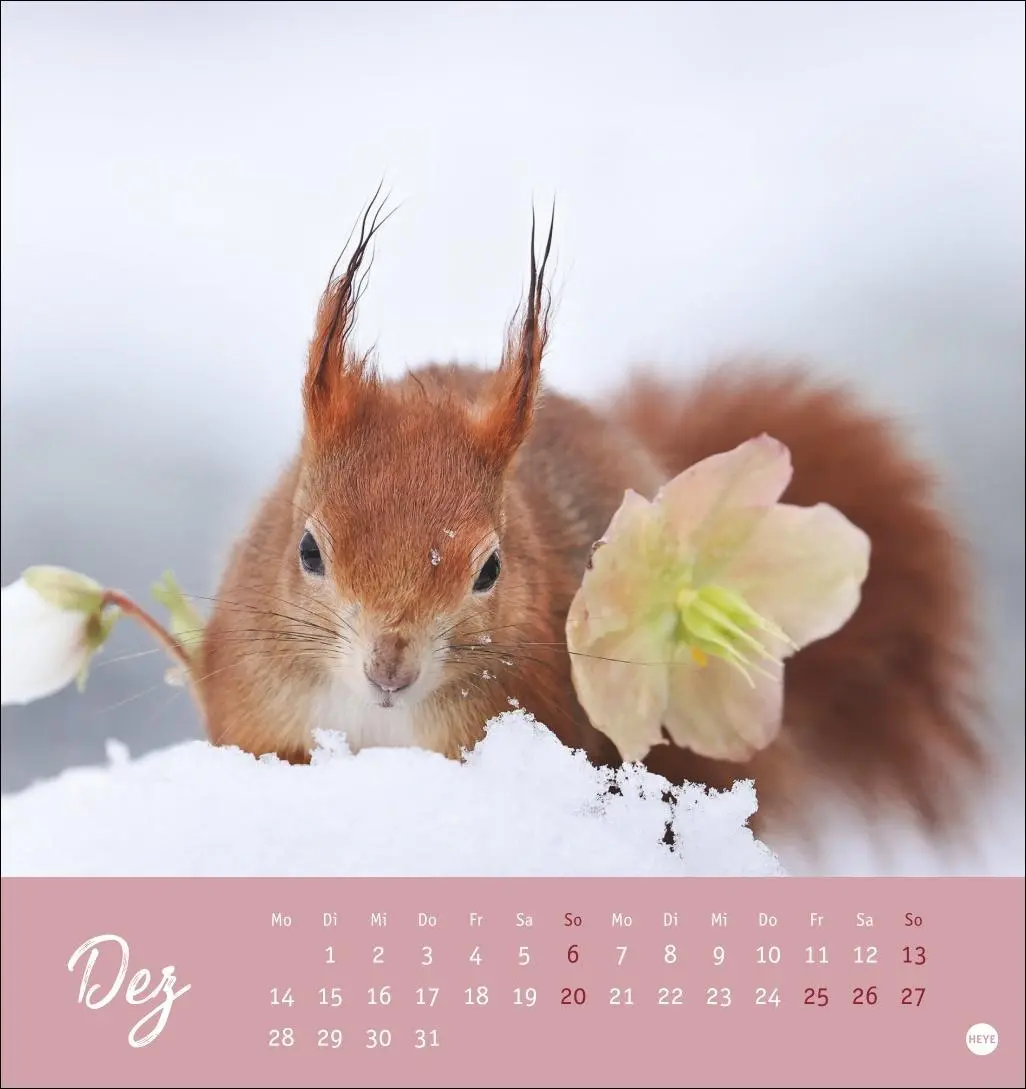 Bild: 9783756411085 | Eichhörnchen Postkartenkalender 2026 | Heye | Kalender | Spiralbindung