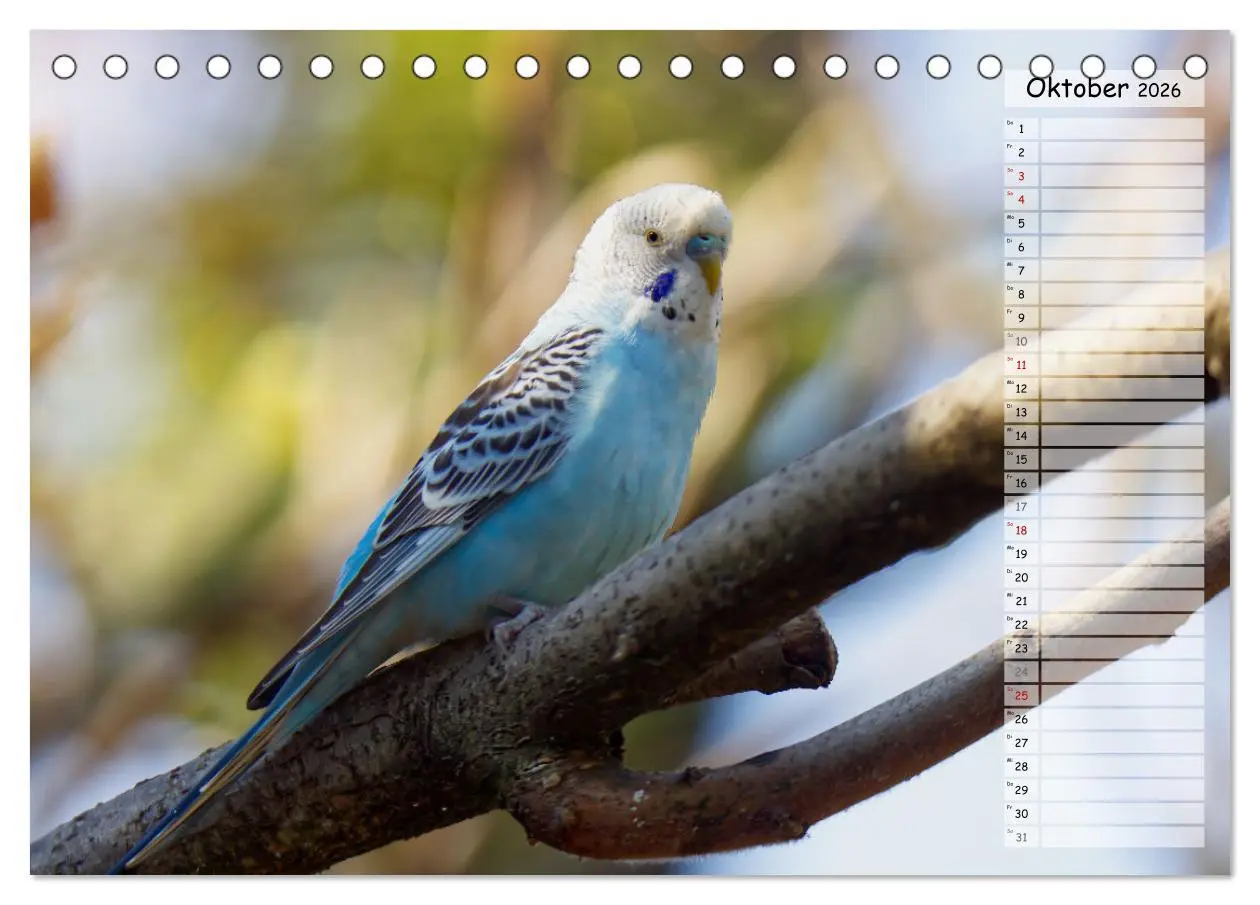 Bild: 9783457421185 | Zauberhafte Wellensittiche (Tischkalender 2026 DIN A5 quer),...