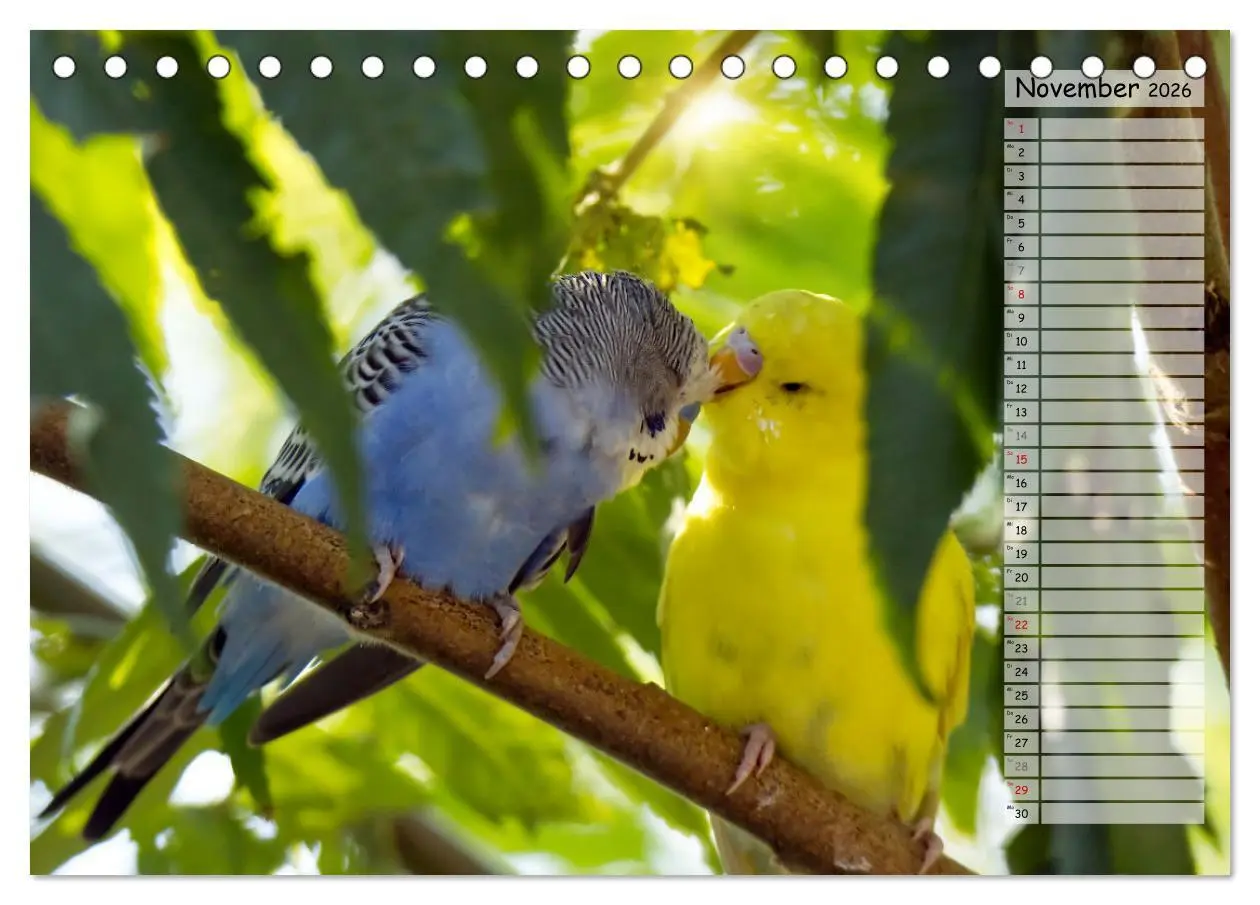 Bild: 9783457421185 | Zauberhafte Wellensittiche (Tischkalender 2026 DIN A5 quer),...