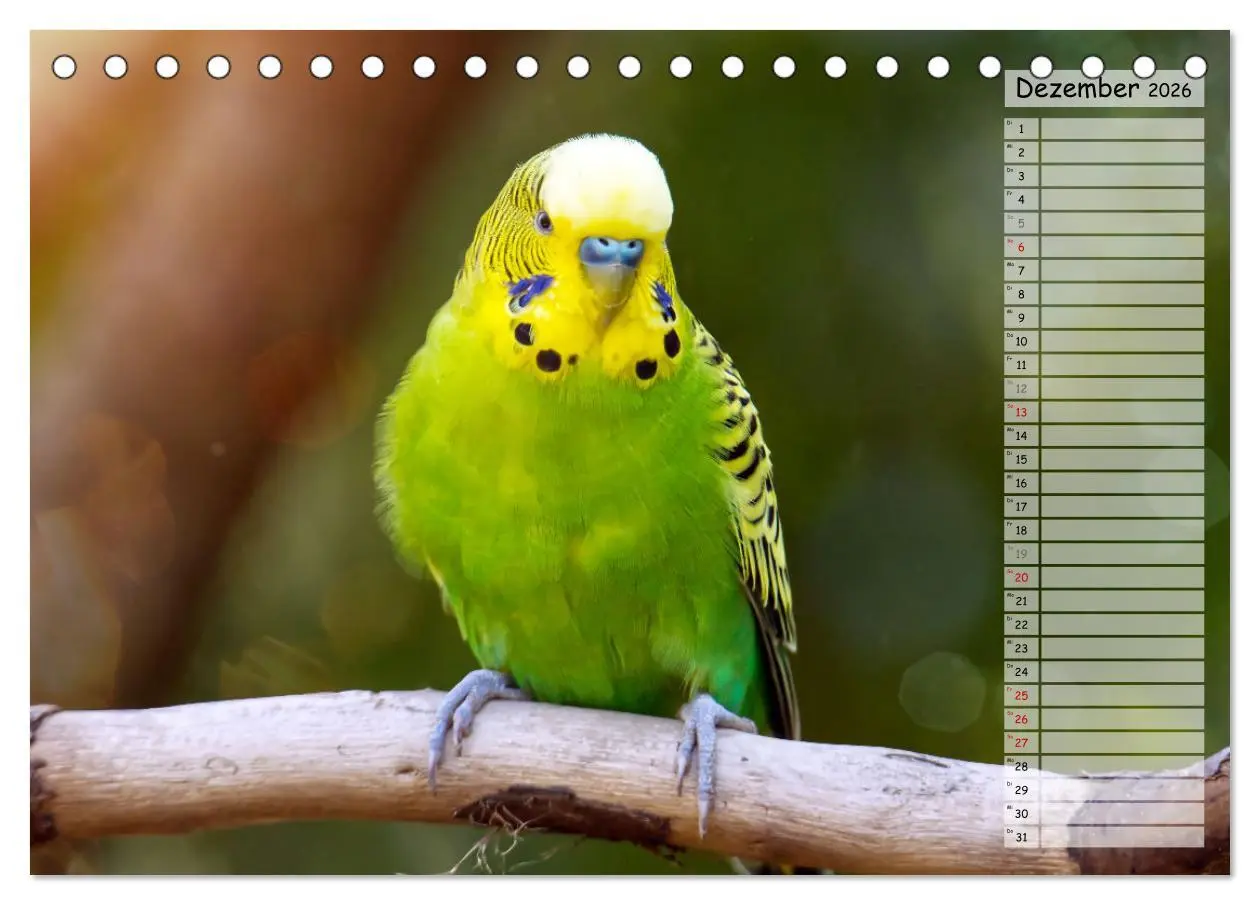 Bild: 9783457421185 | Zauberhafte Wellensittiche (Tischkalender 2026 DIN A5 quer),...