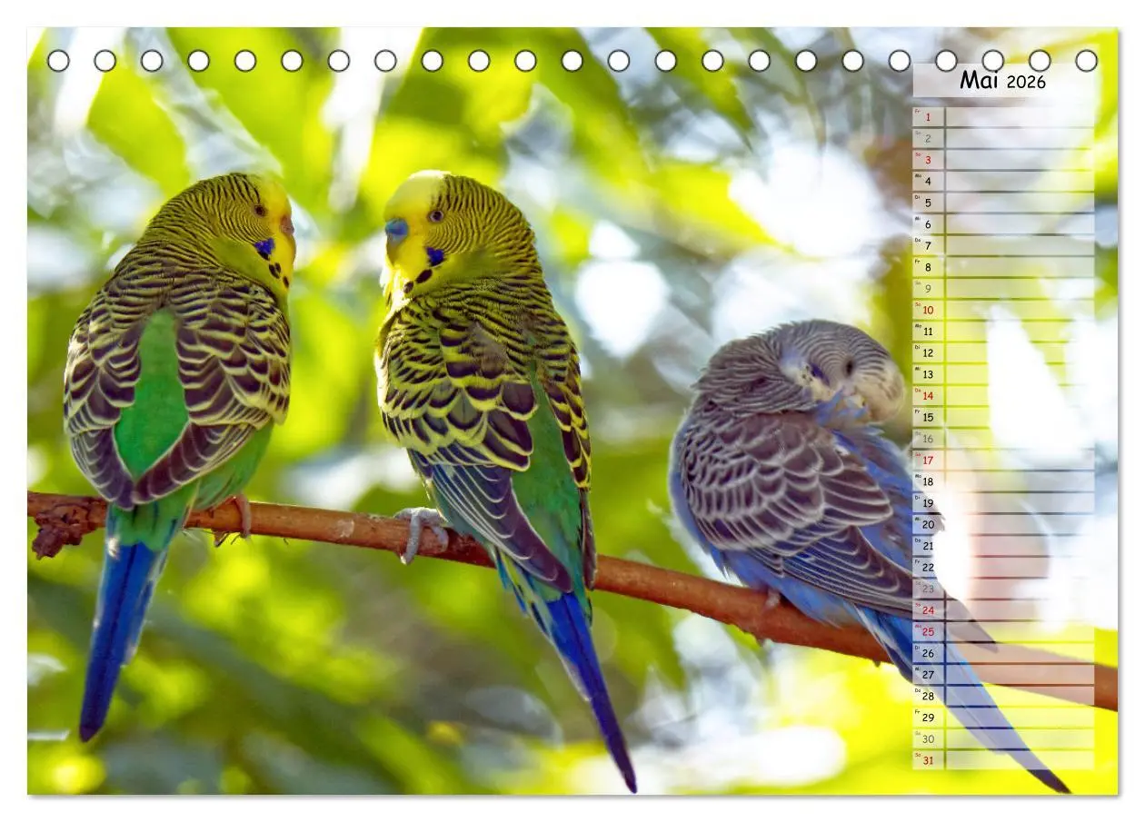 Bild: 9783457421185 | Zauberhafte Wellensittiche (Tischkalender 2026 DIN A5 quer),...