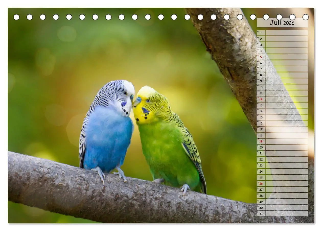 Bild: 9783457421185 | Zauberhafte Wellensittiche (Tischkalender 2026 DIN A5 quer),...