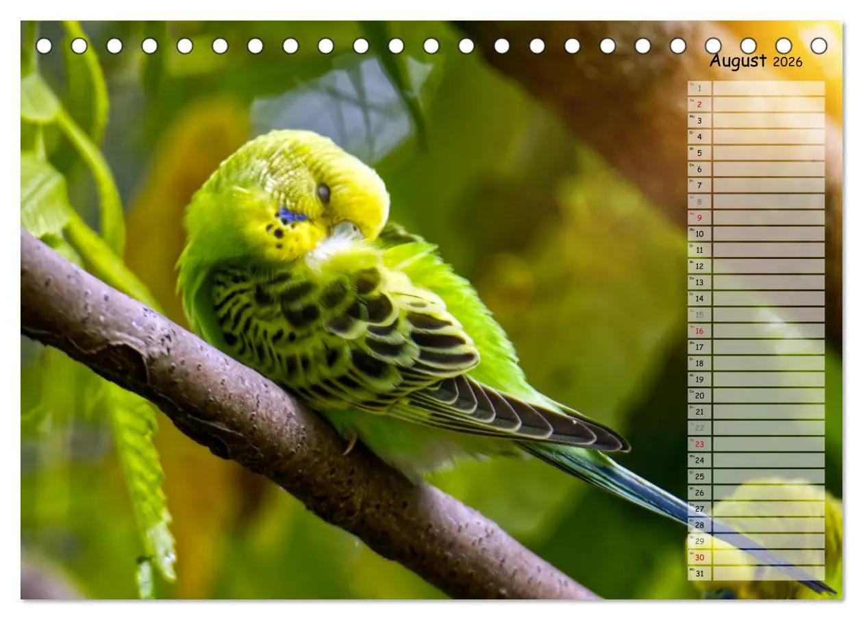 Bild: 9783457421185 | Zauberhafte Wellensittiche (Tischkalender 2026 DIN A5 quer),...