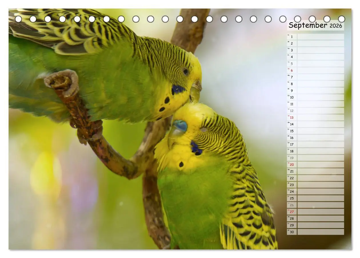 Bild: 9783457421185 | Zauberhafte Wellensittiche (Tischkalender 2026 DIN A5 quer),...