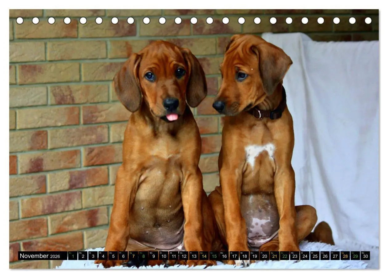 Bild: 9783457591185 | Rhodesian Ridgeback - Ausdrucksstarke Gesichter (Tischkalender 2026...
