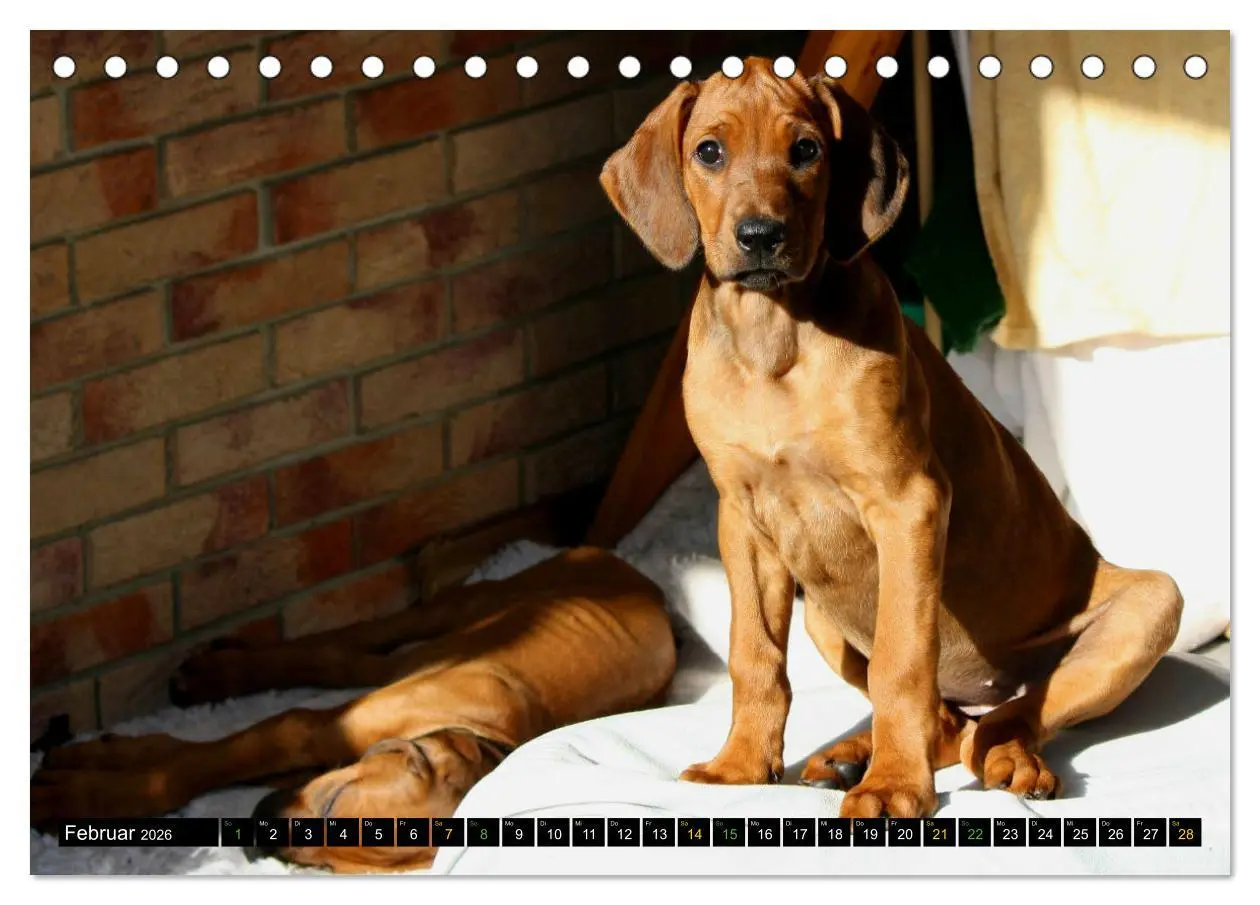 Bild: 9783457591185 | Rhodesian Ridgeback - Ausdrucksstarke Gesichter (Tischkalender 2026...