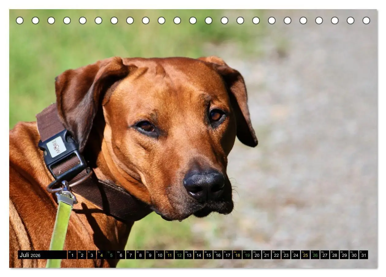 Bild: 9783457591185 | Rhodesian Ridgeback - Ausdrucksstarke Gesichter (Tischkalender 2026...