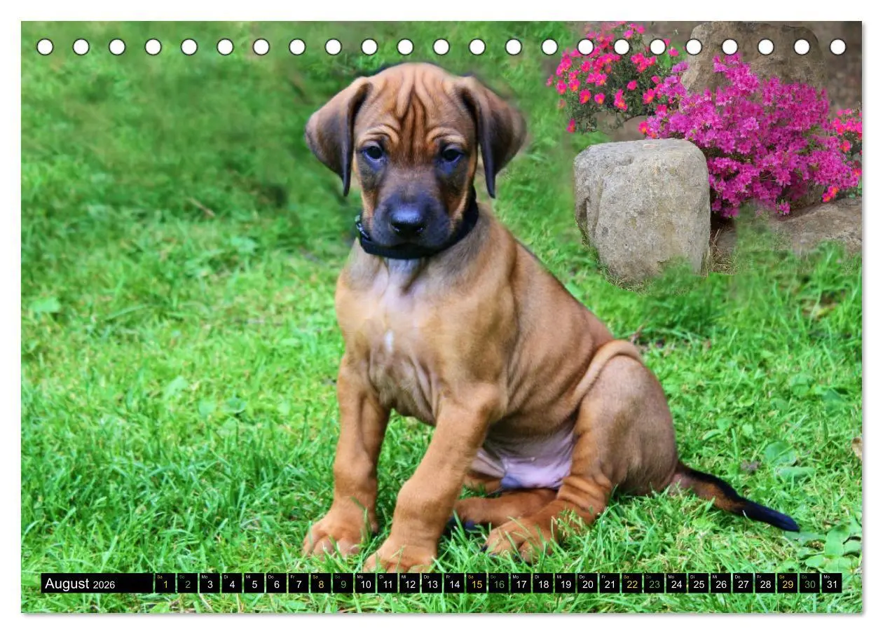 Bild: 9783457591185 | Rhodesian Ridgeback - Ausdrucksstarke Gesichter (Tischkalender 2026...