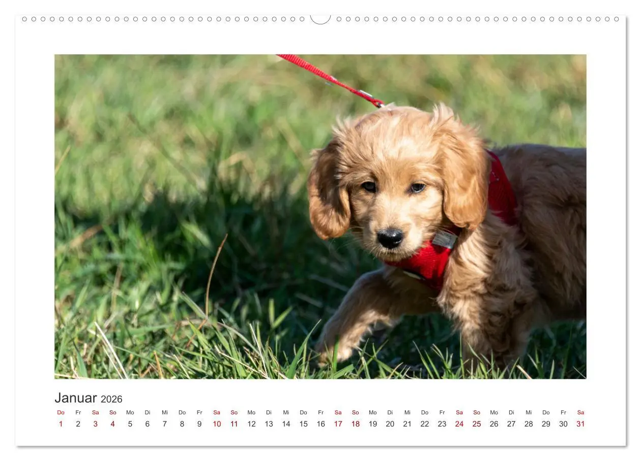 Bild: 9783457801185 | Mini Goldendoodle - Glück ist ein Hund (Wandkalender 2026 DIN A2...