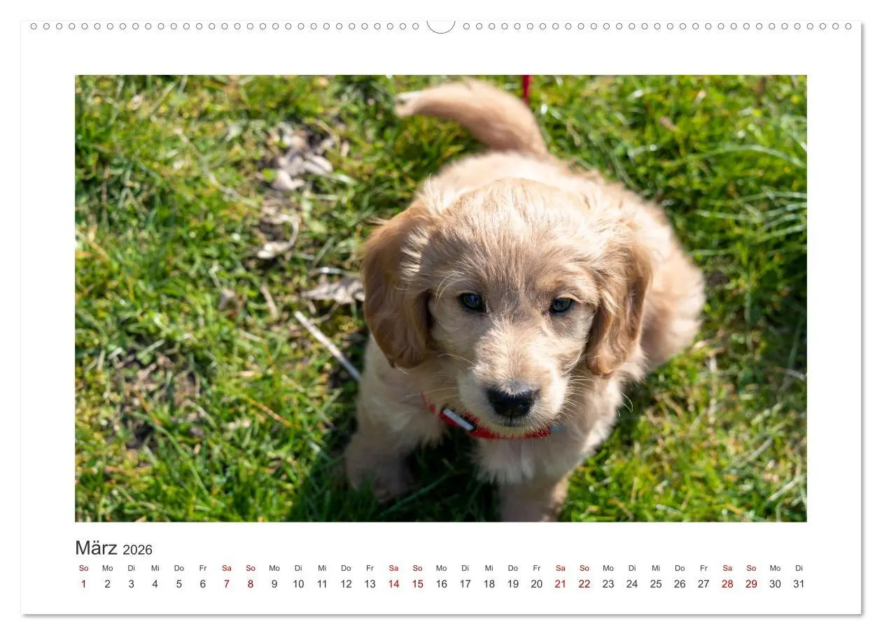 Bild: 9783457801185 | Mini Goldendoodle - Glück ist ein Hund (Wandkalender 2026 DIN A2...