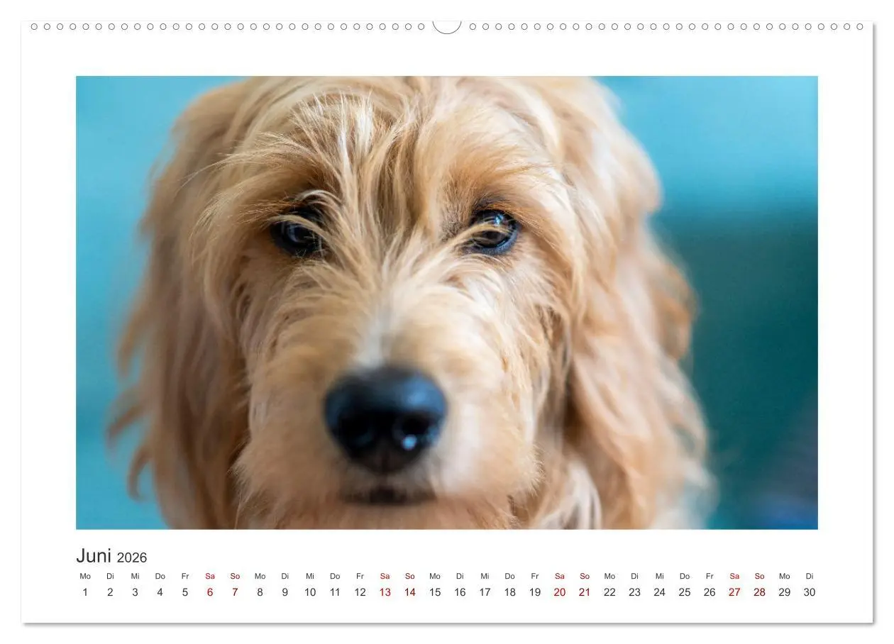 Bild: 9783457801185 | Mini Goldendoodle - Glück ist ein Hund (Wandkalender 2026 DIN A2...