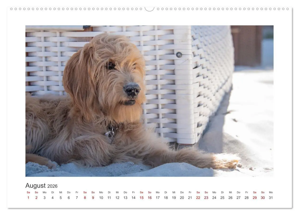 Bild: 9783457801185 | Mini Goldendoodle - Glück ist ein Hund (Wandkalender 2026 DIN A2...