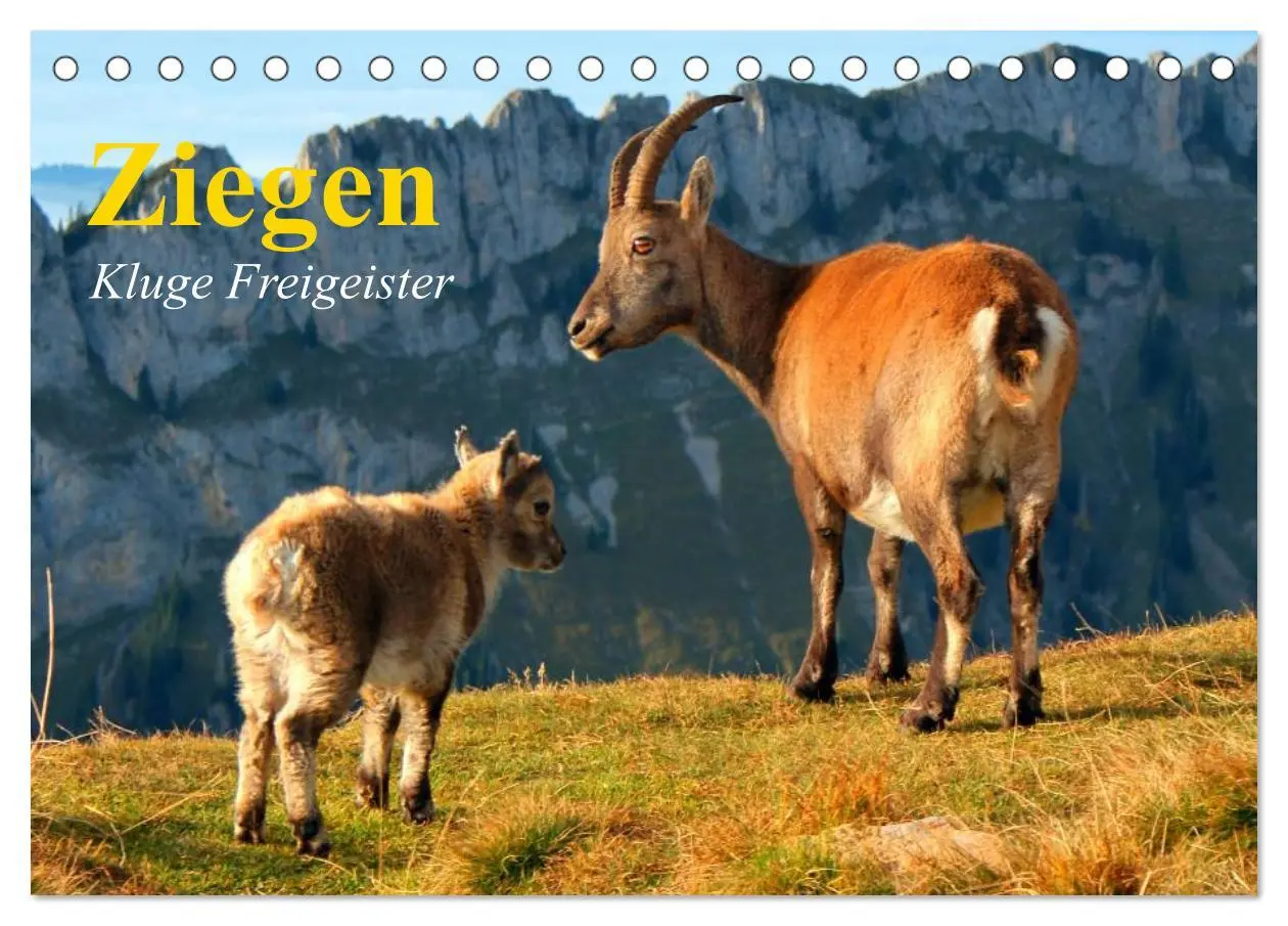 Cover: 9783516051285 | Ziegen. Kluge Freigeister (Tischkalender 2026 DIN A5 quer),...