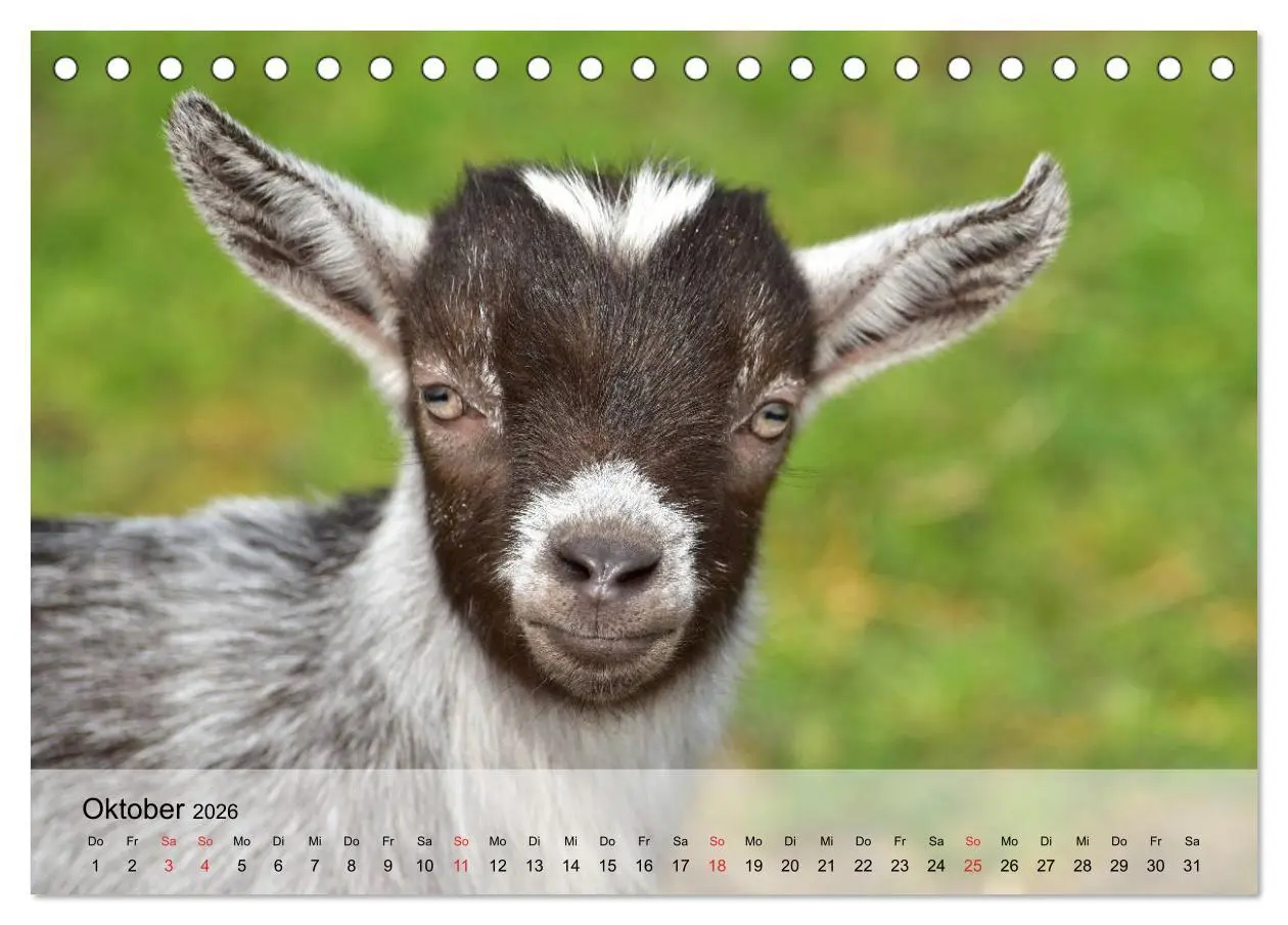 Bild: 9783516051285 | Ziegen. Kluge Freigeister (Tischkalender 2026 DIN A5 quer),...