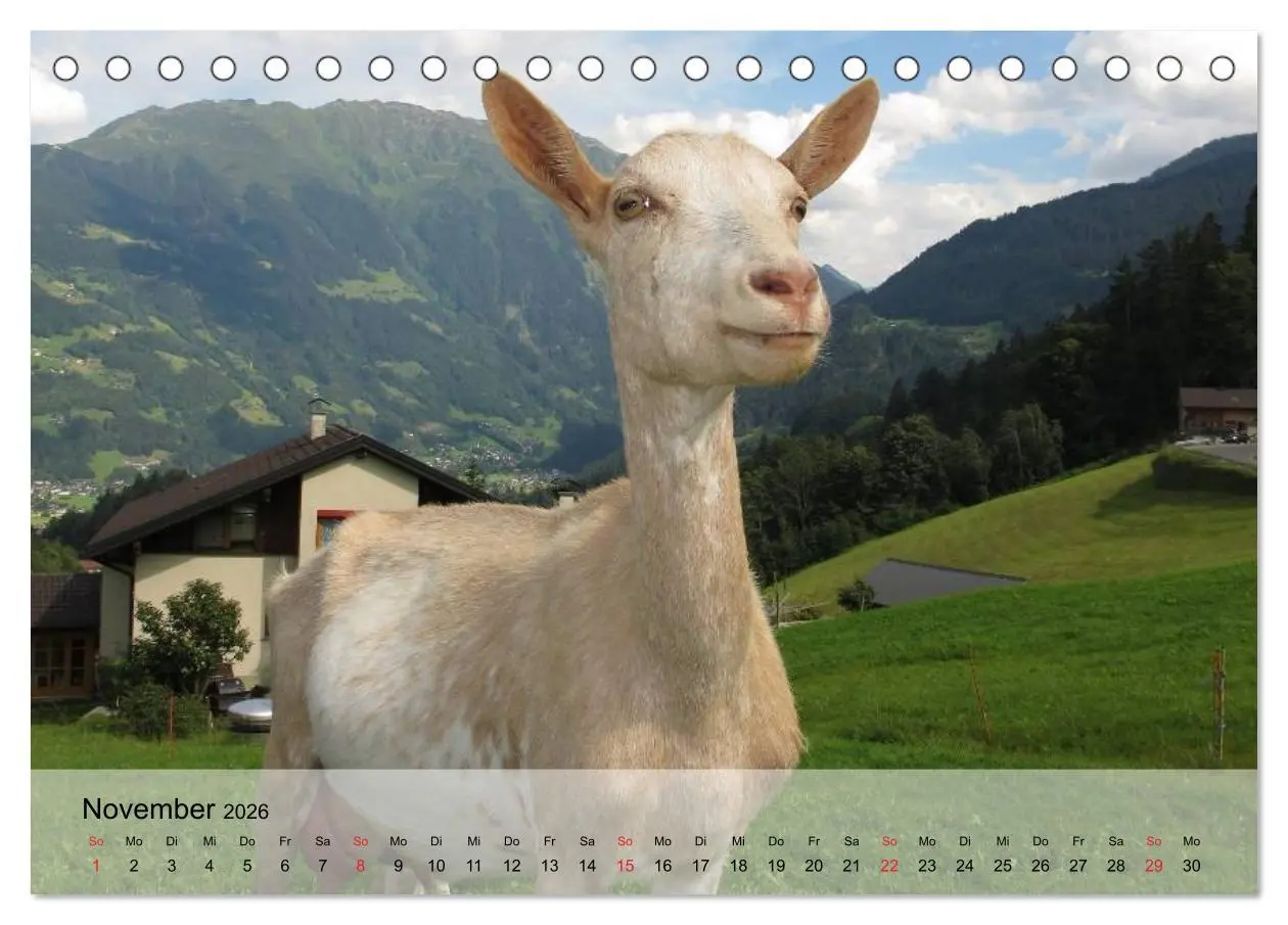 Bild: 9783516051285 | Ziegen. Kluge Freigeister (Tischkalender 2026 DIN A5 quer),...