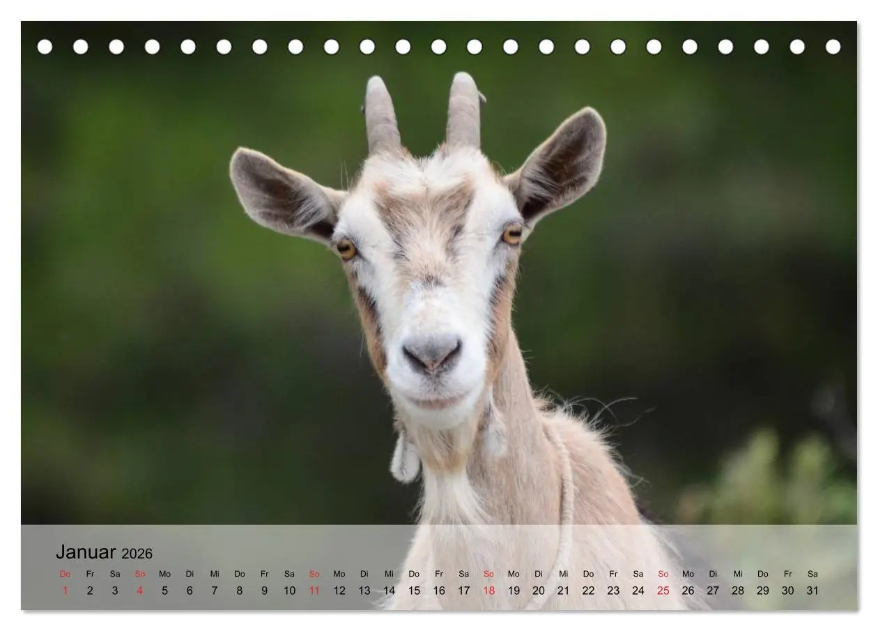 Bild: 9783516051285 | Ziegen. Kluge Freigeister (Tischkalender 2026 DIN A5 quer),...