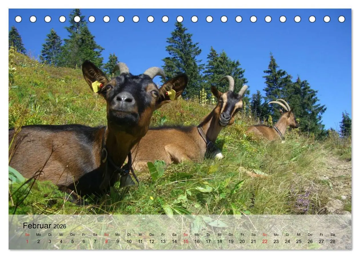 Bild: 9783516051285 | Ziegen. Kluge Freigeister (Tischkalender 2026 DIN A5 quer),...