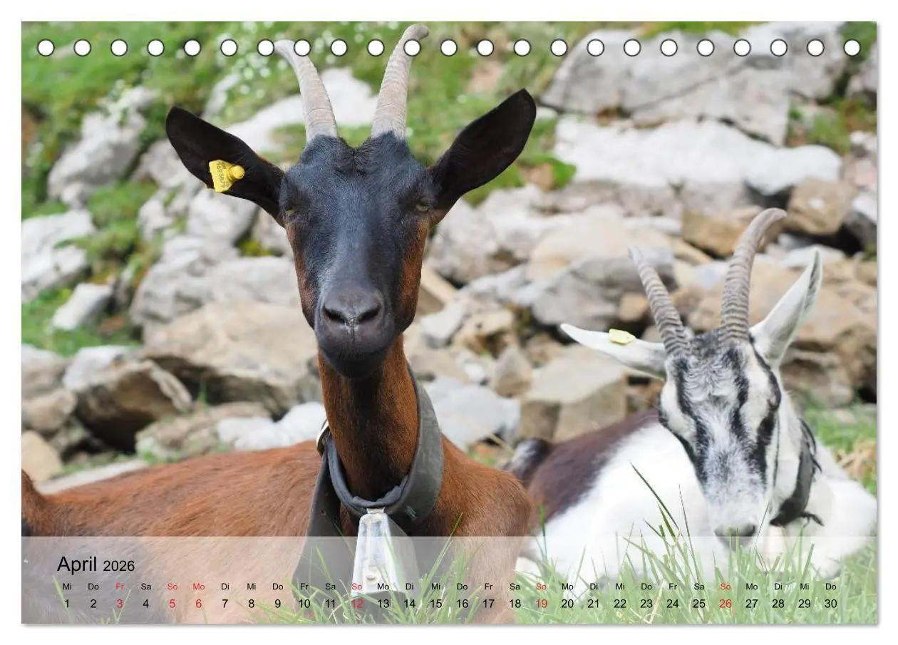 Bild: 9783516051285 | Ziegen. Kluge Freigeister (Tischkalender 2026 DIN A5 quer),...