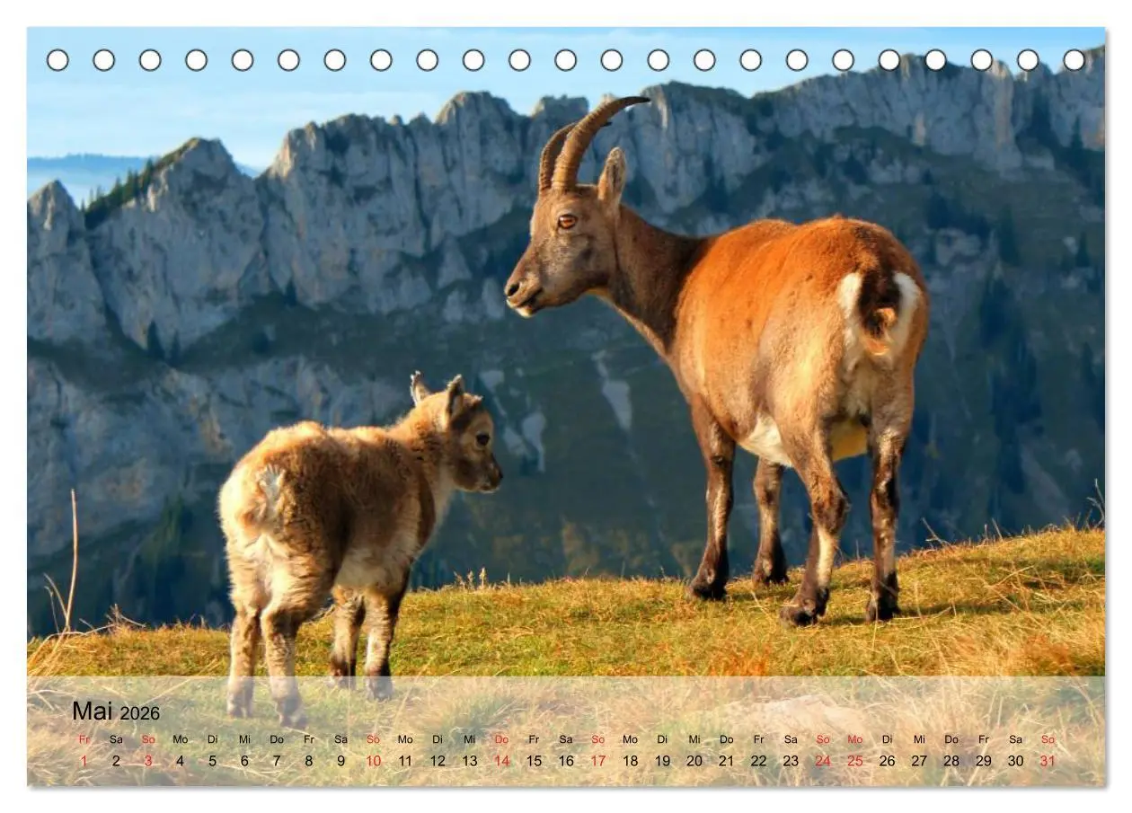 Bild: 9783516051285 | Ziegen. Kluge Freigeister (Tischkalender 2026 DIN A5 quer),...