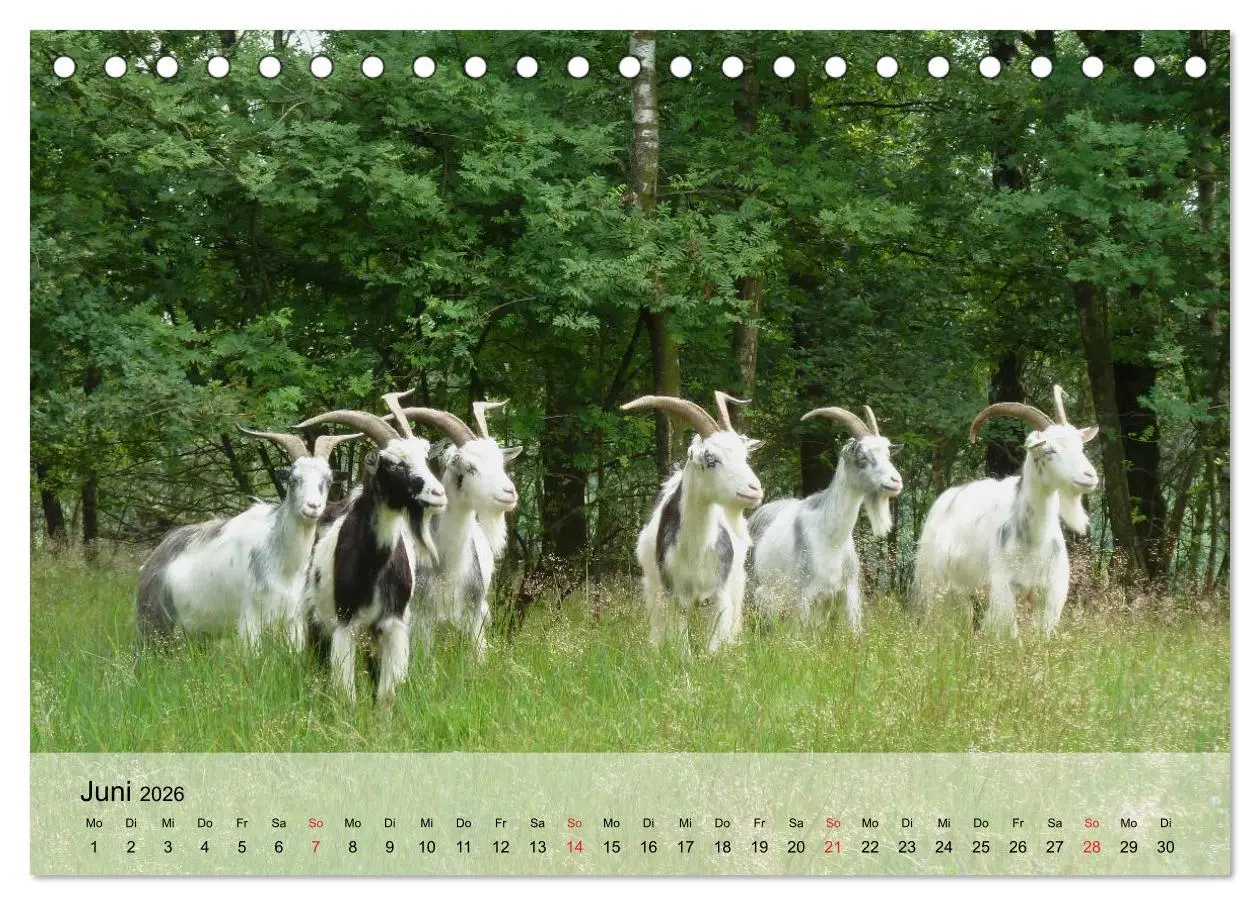 Bild: 9783516051285 | Ziegen. Kluge Freigeister (Tischkalender 2026 DIN A5 quer),...