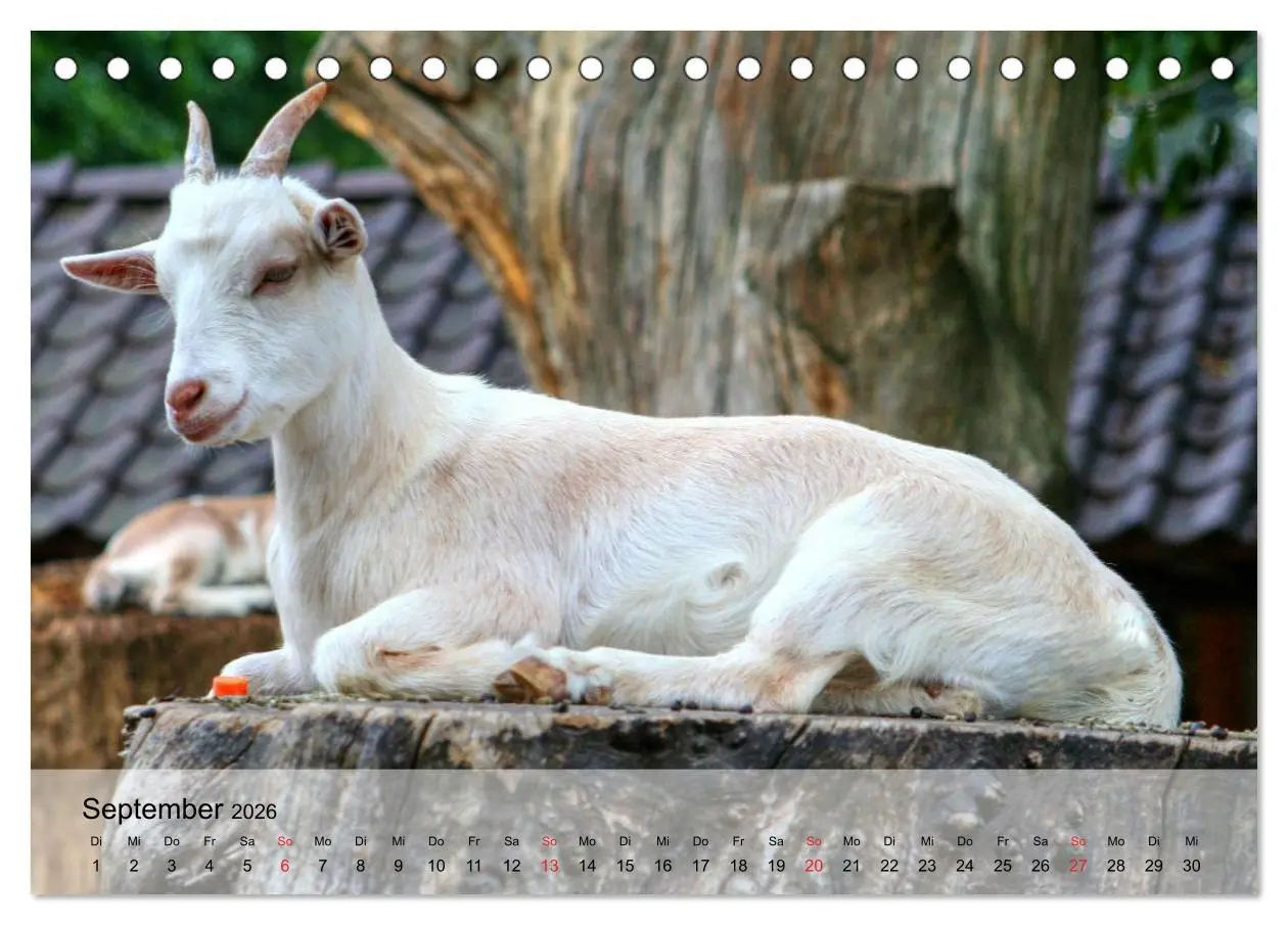 Bild: 9783516051285 | Ziegen. Kluge Freigeister (Tischkalender 2026 DIN A5 quer),...