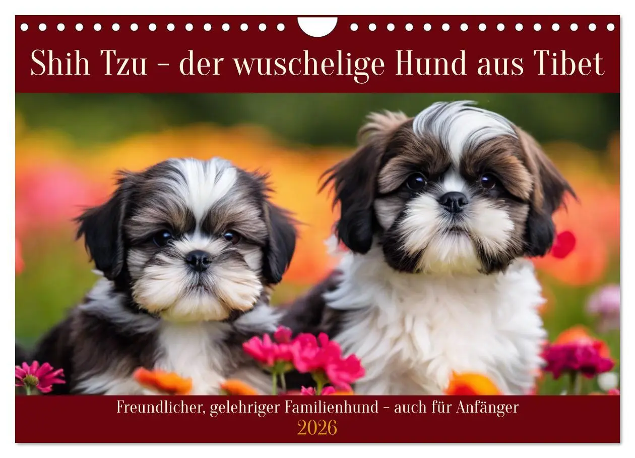 Cover: 9783457331385 | Shih Tzu - der wuschelige Hund aus Tibet (Wandkalender 2026 DIN A4...
