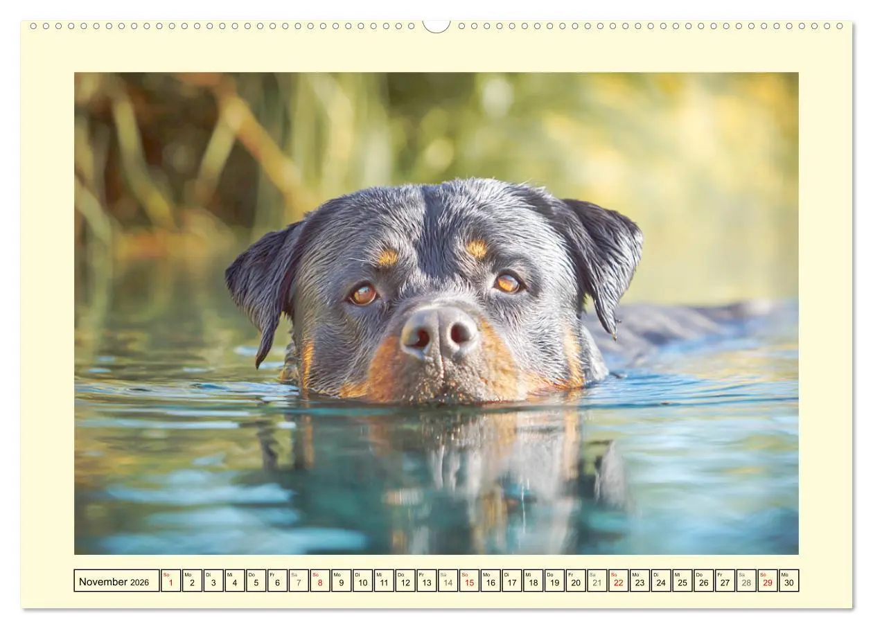 Bild: 9783516421385 | Rottweiler Momente. Kraftvolle Eleganz in der Natur (hochwertiger...