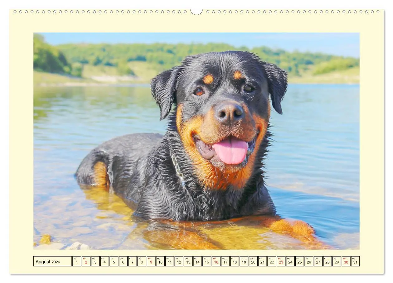 Bild: 9783516421385 | Rottweiler Momente. Kraftvolle Eleganz in der Natur (hochwertiger...