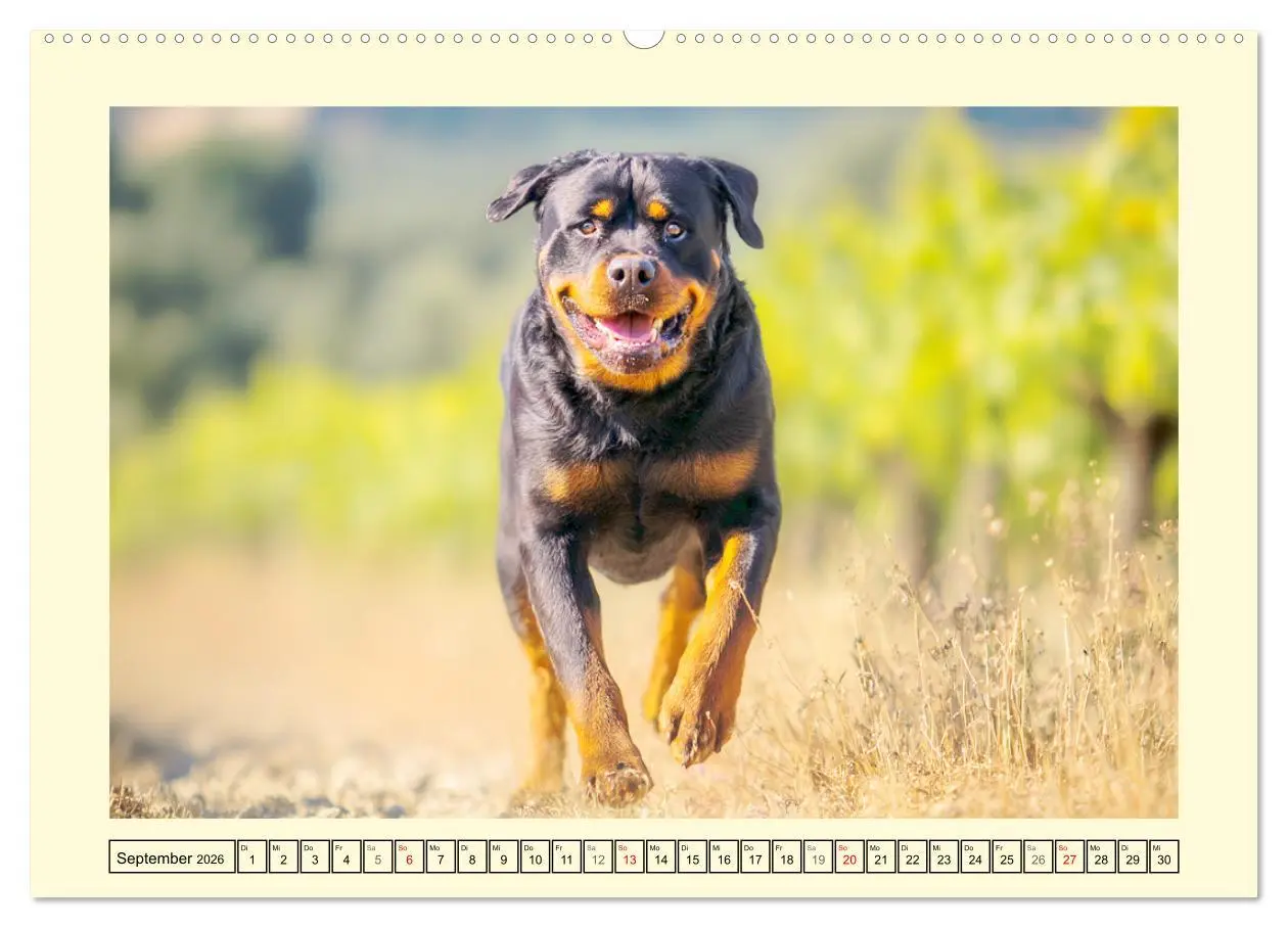 Bild: 9783516421385 | Rottweiler Momente. Kraftvolle Eleganz in der Natur (hochwertiger...